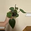 plant/Anthurium bessiae x unknown (growers choice)-0-thumbnail
