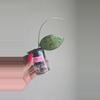 plant/Hoya Pemalang Silver #8342-0-thumbnail