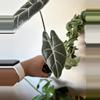 plant/Alocasia Watsoniana Red Vein Corms (Growers Choice)-1-thumbnail