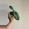 plant/Hoya sp Java Splash #8300-0-thumbnail