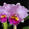 plant/Cattleya Blooming size-3-thumbnail