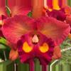 plant/Cattleya Blooming size-1-thumbnail