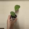 plant/Hoya Fungii (b)-0-thumbnail