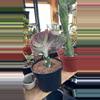 plant/mermaid tail cactus-0-thumbnail