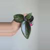 plant/🦄💖Hoya Wibergiae 'Pink Crush' (DMW-001-U) #9054-0-thumbnail