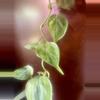 plant/Variegated heart leaf-2-thumbnail