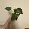 plant/Anthurium bessiae x unknown (growers choice)-2-thumbnail