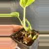 plant/Monstera standleyana aurea-1-thumbnail