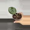 plant/Hoya sp. Da Lat)-0-thumbnail