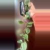 plant/Variegated heart leaf-3-thumbnail