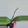 plant/Hoya 'Lorelai' (EPC 196 Mutation) #8073-7-thumbnail