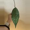 plant/Hoya clemensiorum with new growth point!-0-thumbnail