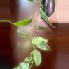 plant/Variegated heart leaf-0-thumbnail