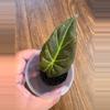 plant/Alocasia Regal Shield Aurea-0-thumbnail