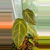 free_shipping/Complex hybrid (ADD ON ONLY)-1-thumbnail