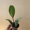 plant/Hoya silver moon/AH 074-0-thumbnail