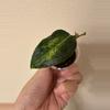 plant/Hoya dennisii frida-0-thumbnail