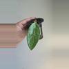 plant/Hoya Rime Splash #8319-0-thumbnail