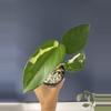 plant/Syngonium  Chiapense variegated-0-thumbnail