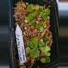 plant/1 seedling 1-2 leaf sprout-1-thumbnail