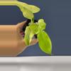 plant/Philodendron, golden dragon, mint variegated-1-thumbnail