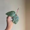 plant/Hoya Latifolia 'MRH' #9036-5-thumbnail