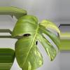 plant/Monstera ‘Jungle Mint’-1-thumbnail
