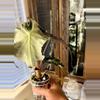 plant/Mature Alocasia Venom (Corm Grown)-0-thumbnail