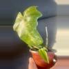 plant/Philodendron mottled dragon-1-thumbnail