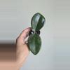 plant/🦄💖Hoya Wibergiae 'Pink Curl' (DMW-001-Q) #9053-0-thumbnail
