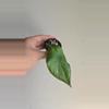 plant/Hoya sp Gumpang AA001 #8337 🦆Ugly Duckling Deal🦆 scroll for mama pic😅-0-thumbnail