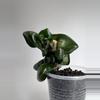 plant/Hoya Compacta ‘Deep Green’-1-thumbnail