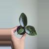 plant/🦄💖Hoya Wibergiae 'Pink Crush' (DMW-001-U) #9054-5-thumbnail