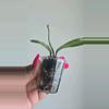 plant/Hoya 'Lorelai' (EPC 196 Mutation) #8073-5-thumbnail