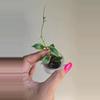 plant/Hoya Bakoensis Albo #9002-1-thumbnail