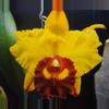 plant/Cattleya Blooming size-4-thumbnail