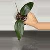 plant/Hoya latifolia (Mt Rimau)-0-thumbnail