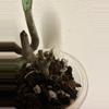 plant/Hoya Fungii with new growth point-1-thumbnail
