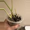 plant/Variegated burle Marx philodendron-2-thumbnail