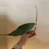 plant/Hoya clemensiorum with new growth point!-1-thumbnail