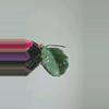 plant/Hoya sp Gunung Leuser 'Monohara'-4-thumbnail