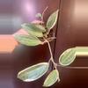 plant/Hoya macrophylla variegated-1-thumbnail