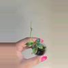 plant/Hoya Bakoensis Albo #9002-4-thumbnail