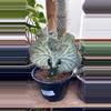 plant/mermaid tail cactus-2-thumbnail