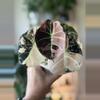 plant/255 Alocasia Pink Black Velvet - CORM D ONLY!-1-thumbnail