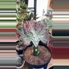 plant/mermaid tail cactus-1-thumbnail