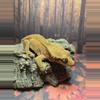 plant/Male breeder crested gecko-2-thumbnail