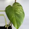 plant/Monstera ‘Jungle Mint’-2-thumbnail