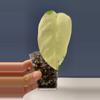 plant/Syngonium  Chiapense highly variegated-1-thumbnail