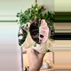 plant/255 Alocasia Pink Black Velvet - CORM D ONLY!-2-thumbnail